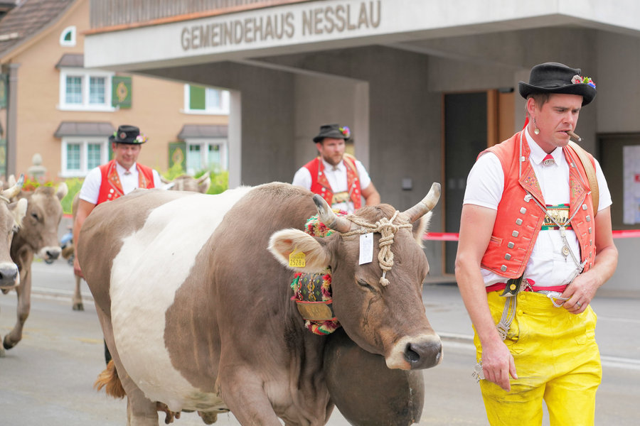 A man in a red waistcoat and yellow trousers with cows in front of the municipal building.