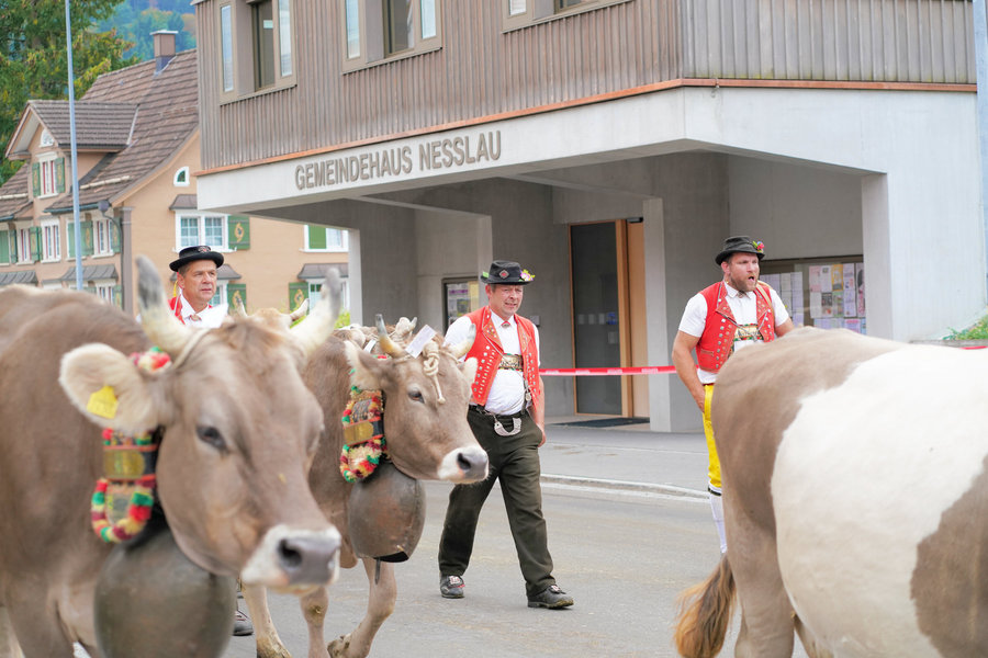Cows and men in red waistcoats on the street in front of Nesslau's municipal building.