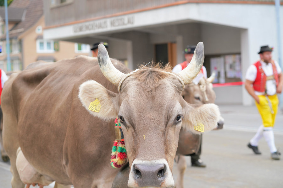 Front view of a brown cow's head with horns and a colourfully decorated collar.