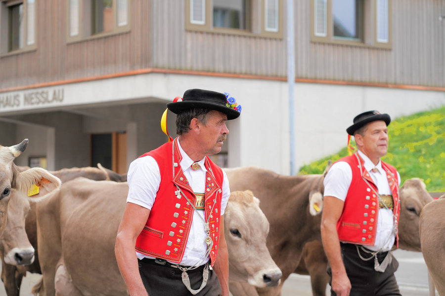 Two men in red waistcoats and black hats among cows.