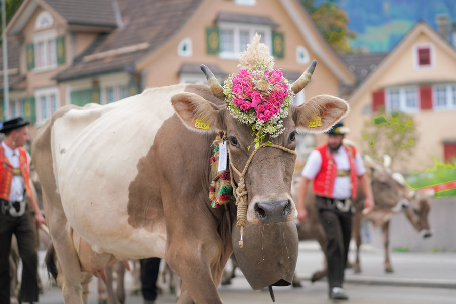 A brown-and-white cow with pink and white flowers on its head and a large bell.