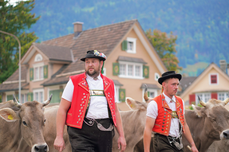 Two men in red waistcoats and black hats among cows.