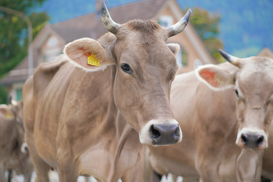 Close-up of two brown cows with horns in front of softly blurred houses.