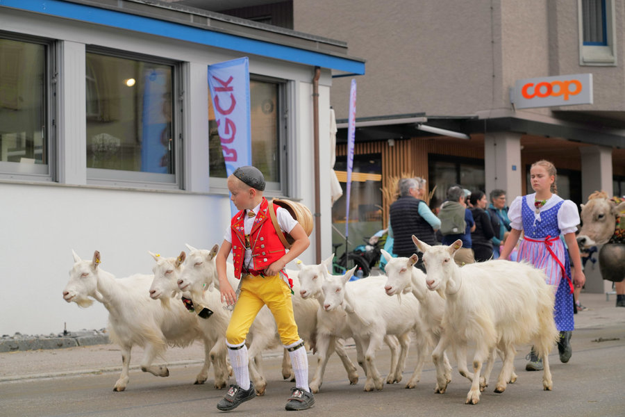 A child in a red waistcoat and yellow trousers with a group of white goats in front of a shop window.