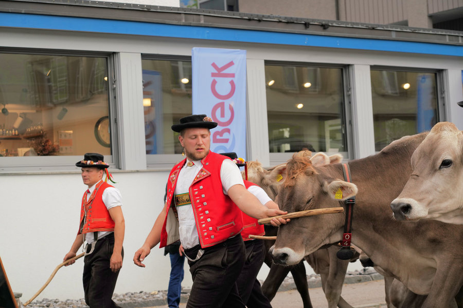 A man wearing a black hat and red waistcoat leads a brown cow by its halter.