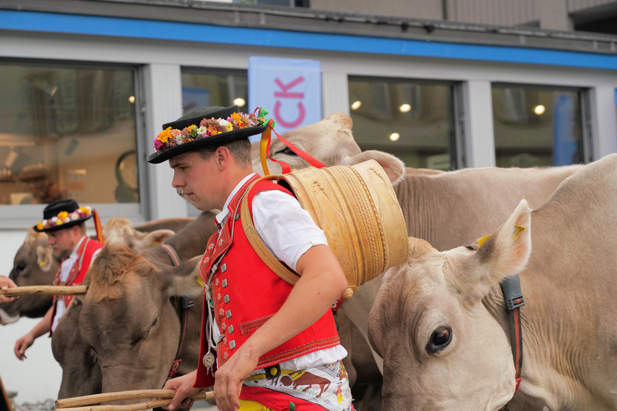 A man in a red waistcoat carrying a wooden vessel on his back among cows.