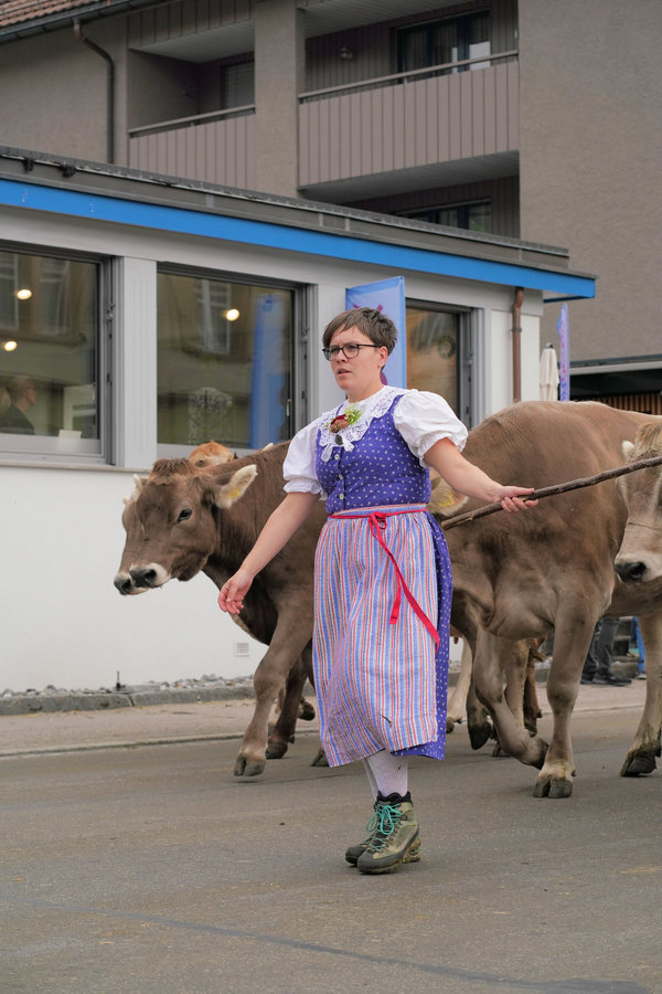 A woman in blue traditional dress and green shoes walks across the street with a brown cow.