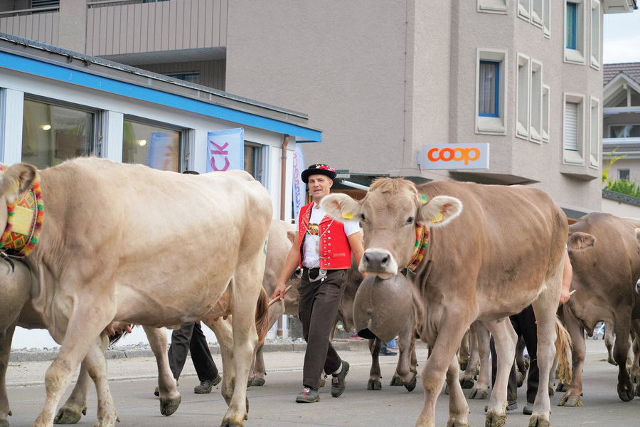 A group of brown cows with a handler in a red waistcoat in front of a shop window.