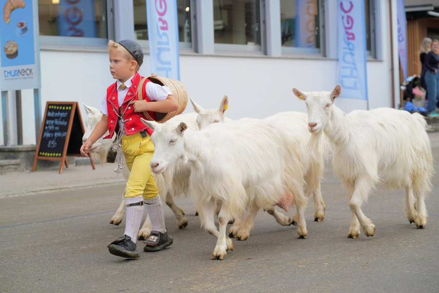 A child wearing a red waistcoat and yellow trousers and carrying a wooden vessel beside white goats.