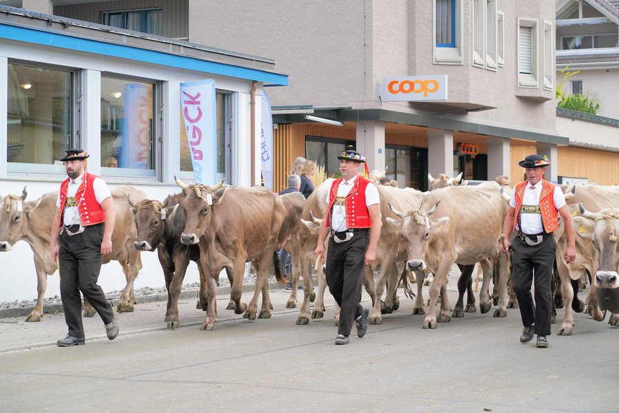 Three men in red waistcoats and black hats in front of a herd of cows on the village street.