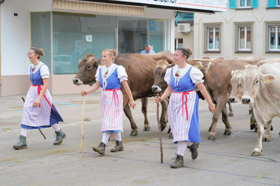 Three women in blue traditional dress carrying sticks beside brown cows on the street.