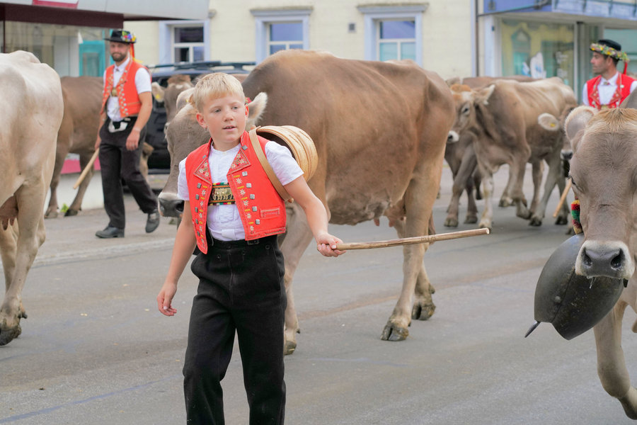 A child in a red waistcoat holding a stick out among cows.