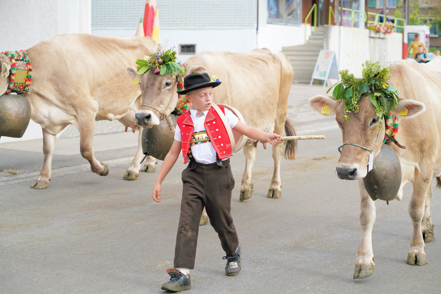 A child in a red waistcoat and black hat carrying a stick among decorated cows wearing bells.