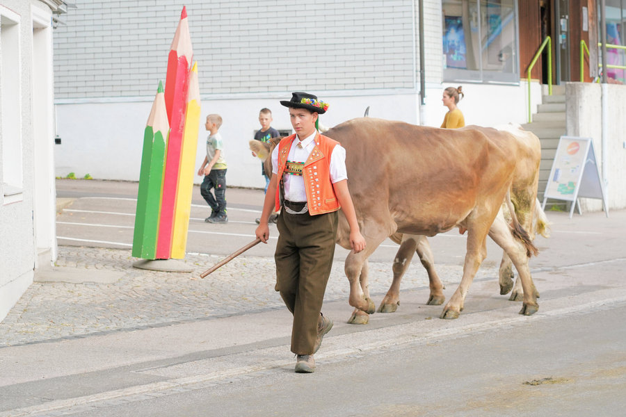 A young handler in a red waistcoat carrying a stick walks in front of a brown cow past a colourful flag.