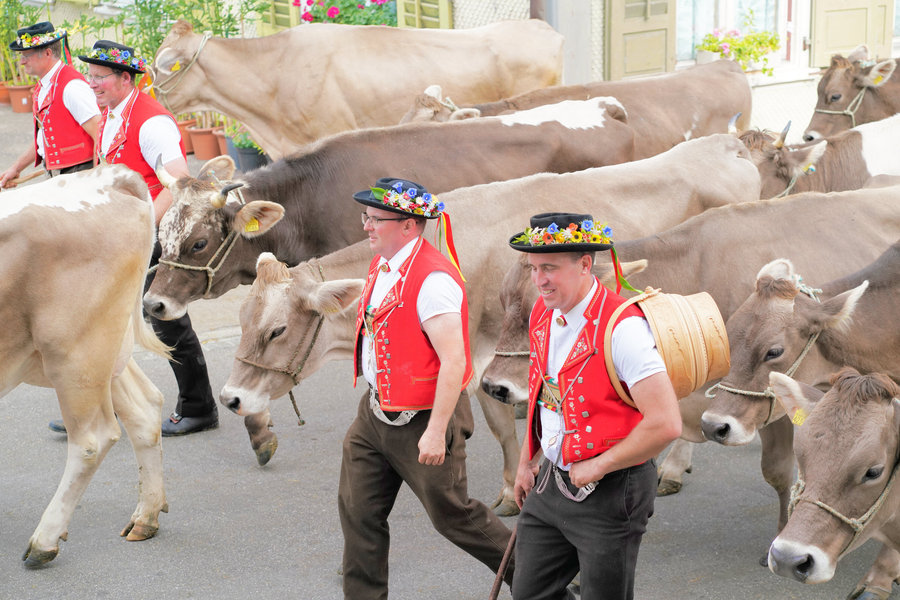 Two men wearing flower-decorated hats walk close beside brown cows along the village street.