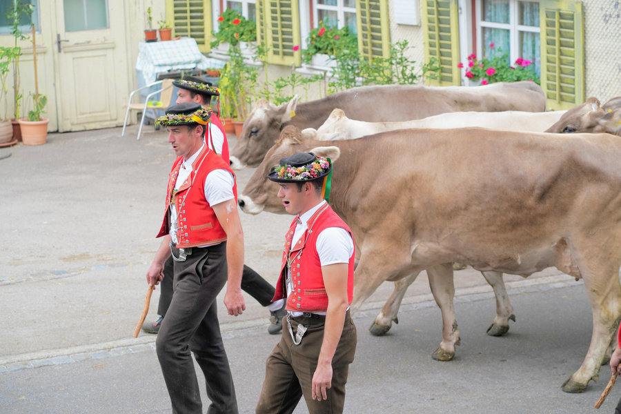 Two men in red waistcoats and decorated hats walk in front of several brown cows.