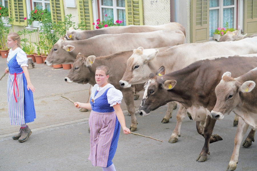 Two women in blue traditional dress accompany several brown cows past a facade with flower pots.