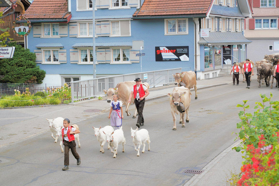 Children in traditional dress, white goats and other handlers come around a village bend with cows.