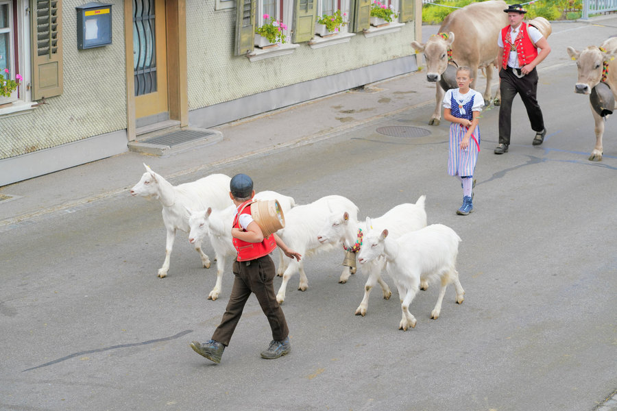 A child in a red waistcoat carrying a wooden vessel on their back walks ahead of white goats, followed by a woman and a man.