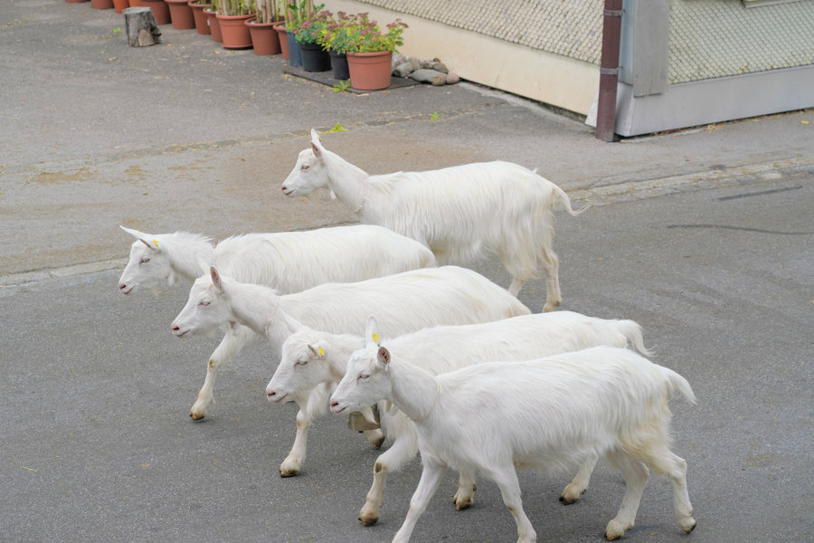 A group of white goats walks across the street, photographed from a slightly raised position.