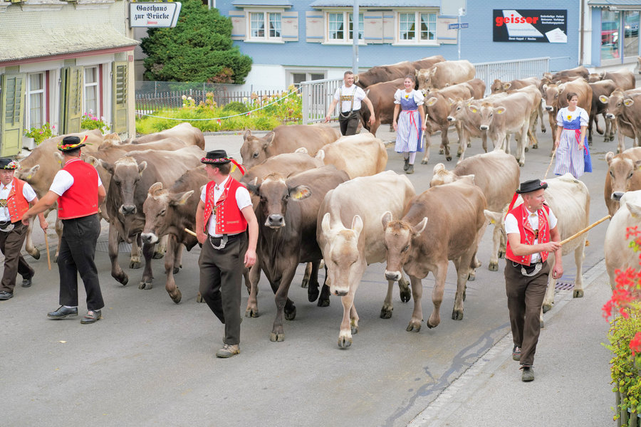 A large herd of cows with handlers in red and blue traditional dress moves along the village street.