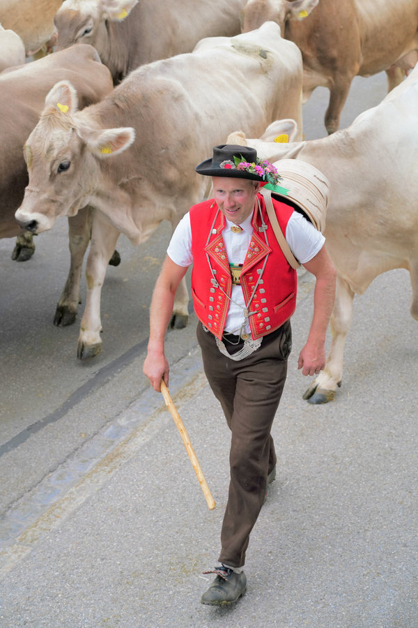 A man in a red waistcoat and decorated hat carries a stick and a wooden vessel on his back in front of brown cows.