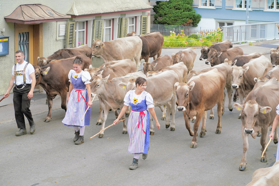 Two women in blue traditional dress and a man in a white shirt accompany a tightly grouped herd of cows.