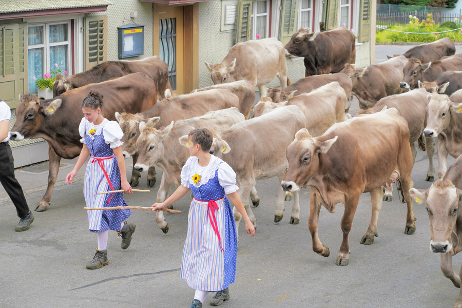 Two women in blue traditional dress and striped skirts carry sticks in front of several brown cows.