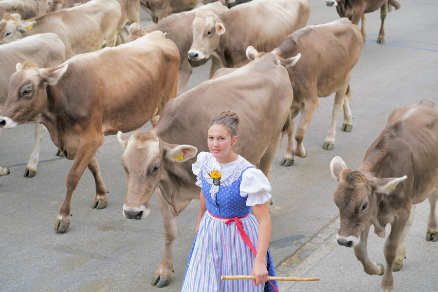 A young handler in blue traditional dress with yellow floral decorations stands among brown cows in the foreground.