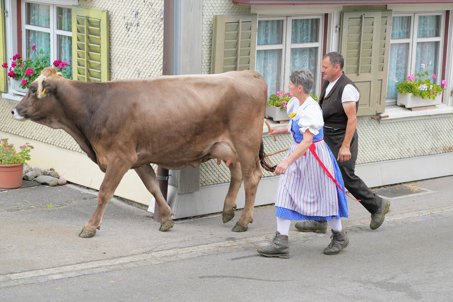 A woman in blue traditional dress and a man in a dark waistcoat accompany a brown calf alongside a house.