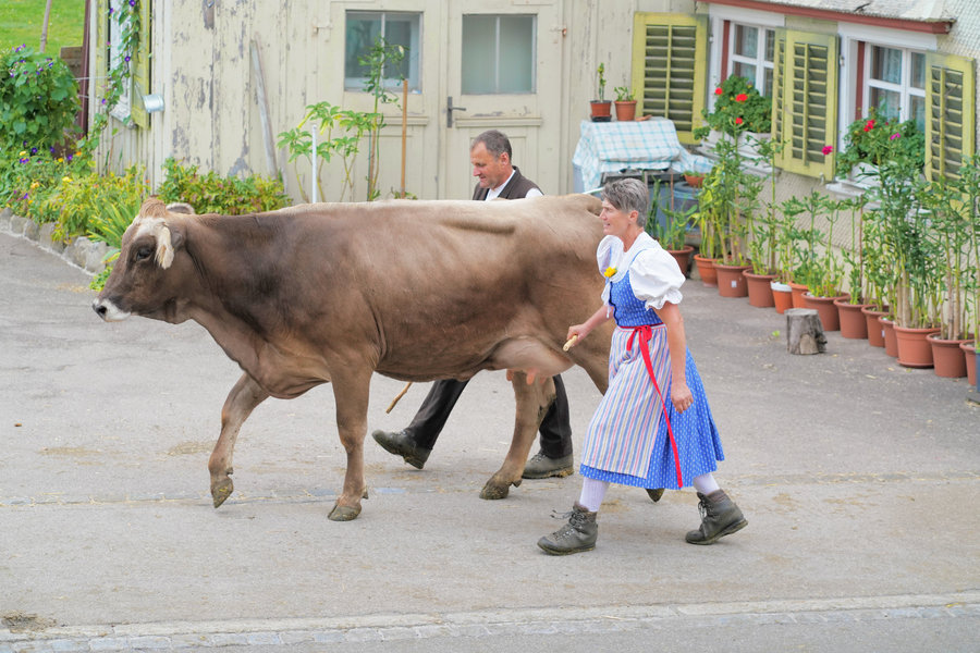 A brown calf walks beside a woman in blue traditional dress, followed by a man in a dark waistcoat.
