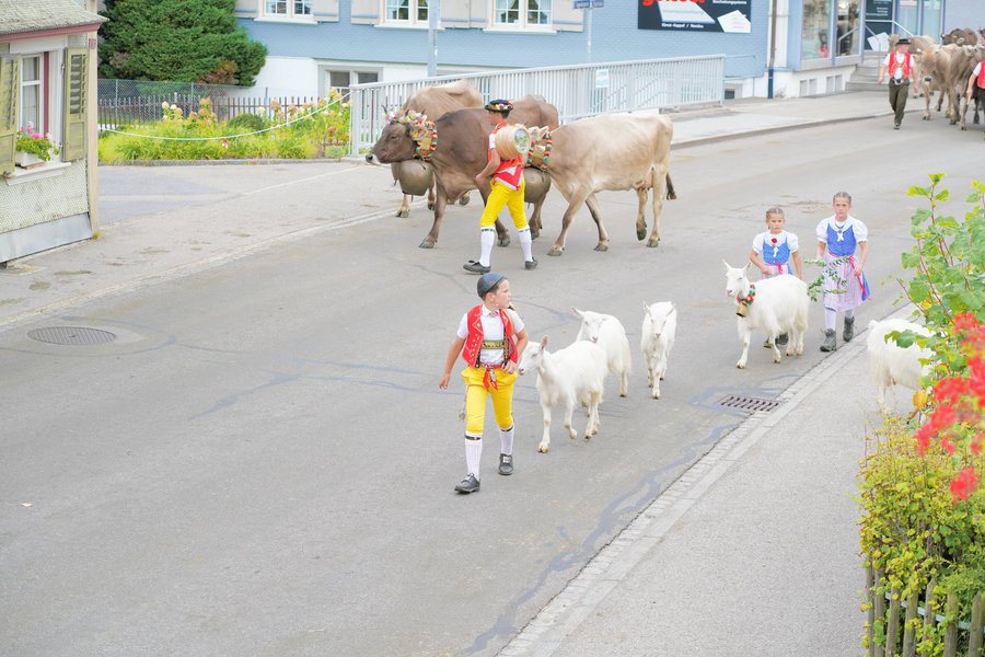 A child in a red waistcoat and yellow trousers leads white goats, followed by girls in blue traditional dress and decorated cows.