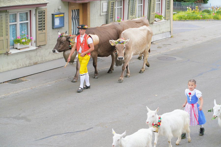 A man in a red waistcoat and yellow trousers accompanies decorated cows while a girl walks with white goats in the foreground.
