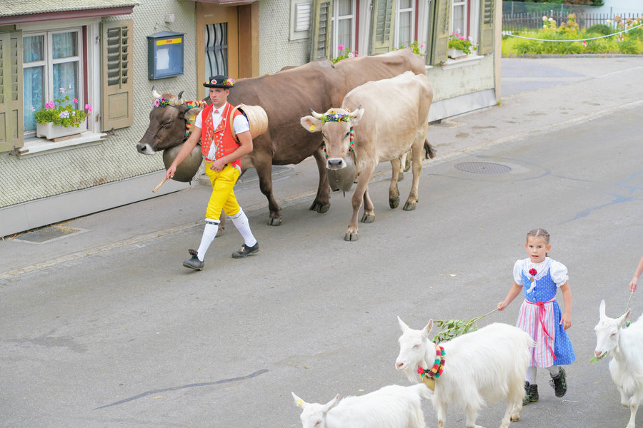 A handler in yellow trousers walks with decorated cows while a girl in blue traditional dress follows the goats in the foreground.