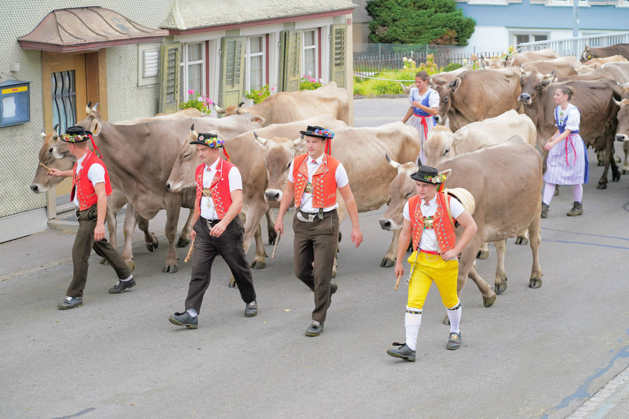 Four men in red waistcoats, one wearing yellow trousers, walk with brown cows in front of an older facade.
