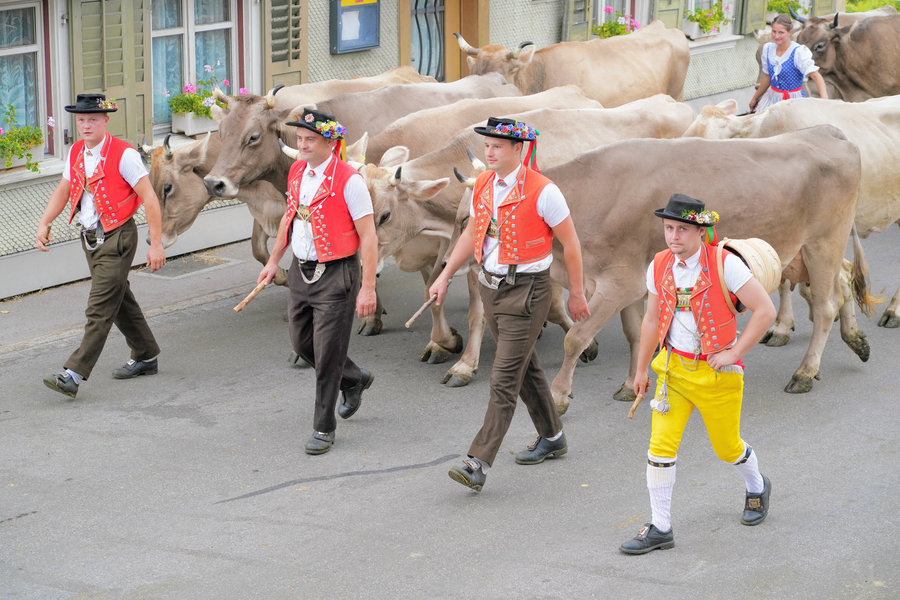 Four men in red waistcoats and decorated hats accompany cows; the man on the right wears yellow trousers and carries a wooden vessel.