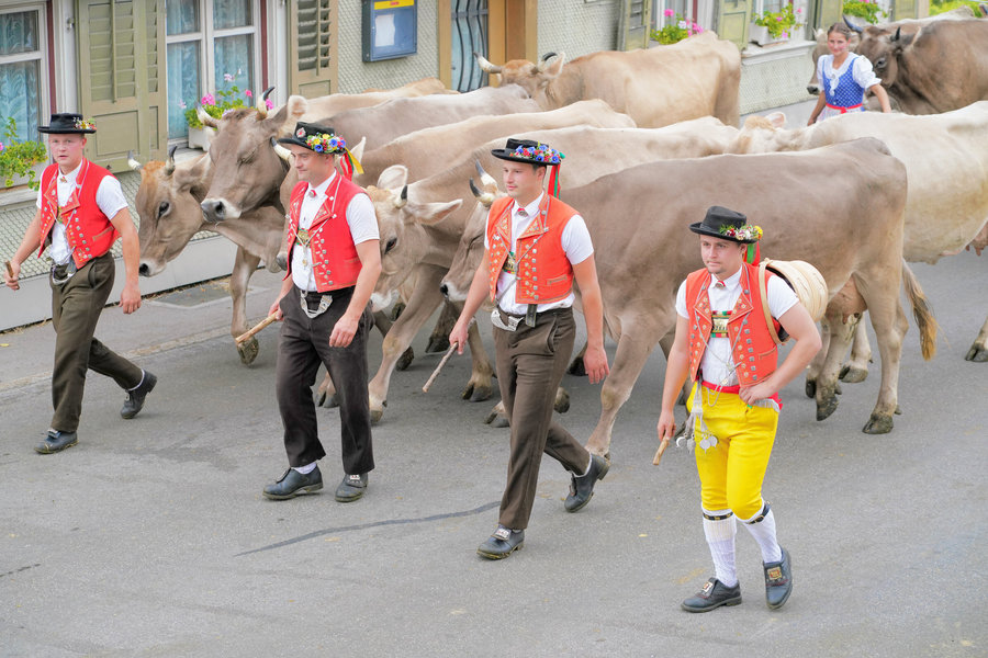 Several handlers in traditional dress walk beside cows; a man in yellow trousers carries a wooden vessel on his back in the foreground.
