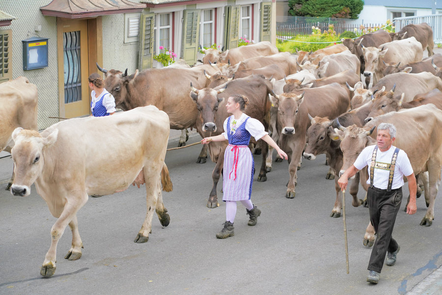 A woman in blue traditional dress and a man wearing embroidered braces walk in front of a tightly grouped herd.