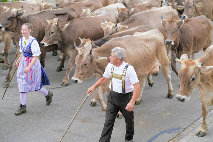 A grey-haired man in a white shirt and embroidered braces carries a long stick beside a woman in blue traditional dress and cows.