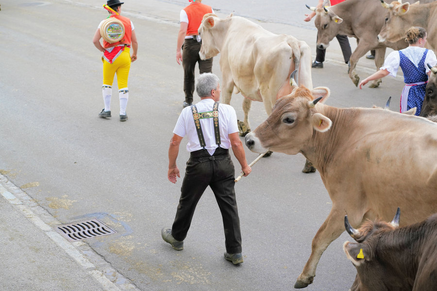 Rear view of a man wearing embroidered braces and other handlers in traditional dress among brown cows.