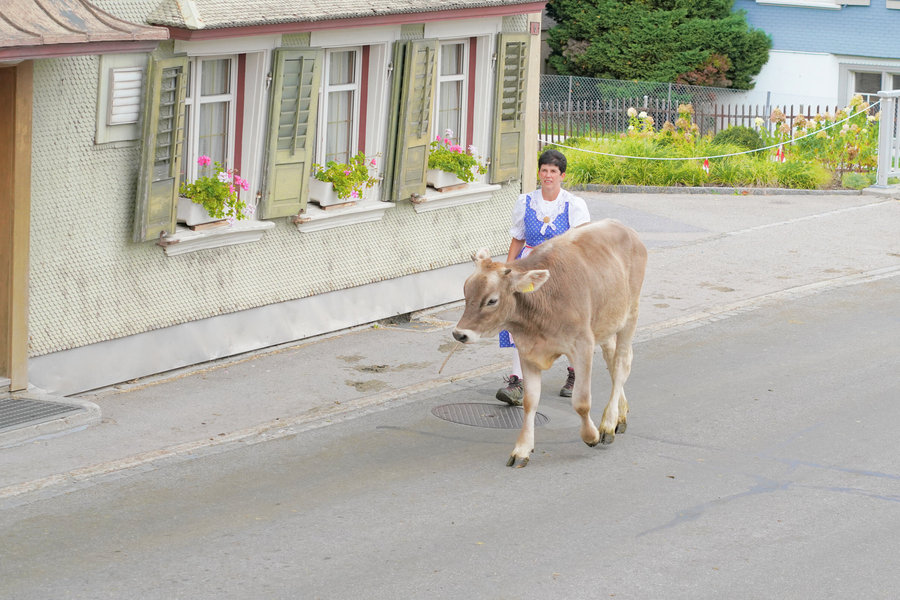 A woman in blue traditional dress leads a brown calf around a village bend.