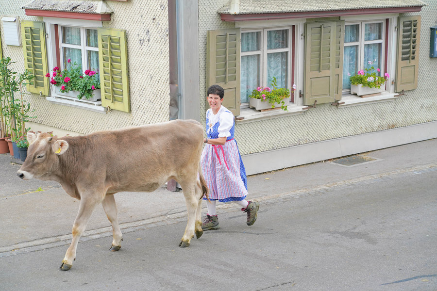A smiling woman in blue traditional dress walks behind a brown calf past a facade decorated with flowers.