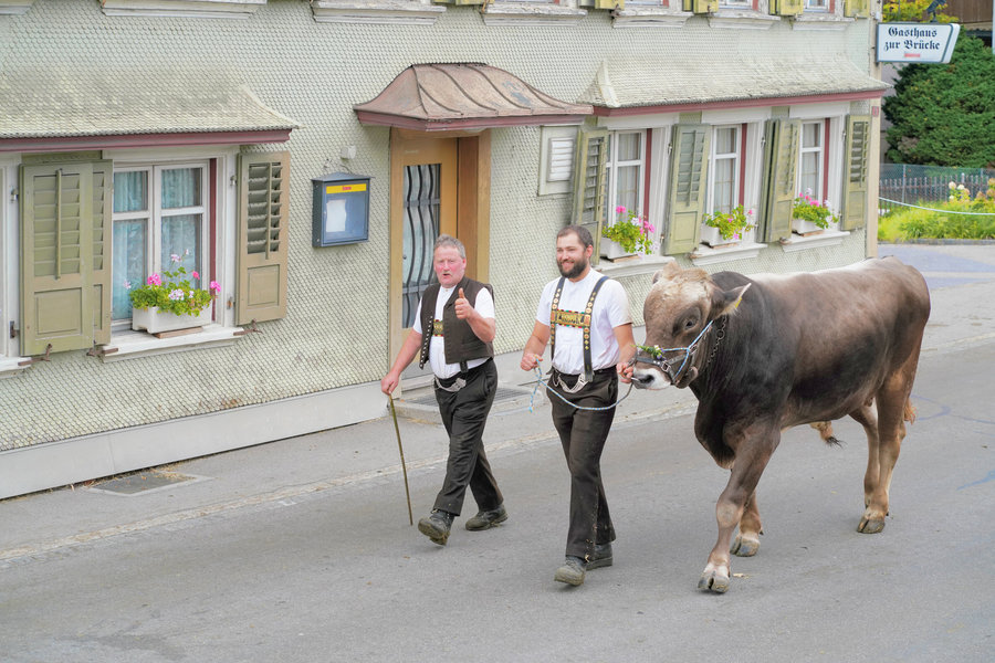 Two men in white shirts, one in a dark waistcoat and the other wearing embroidered braces, lead a large dark cow.