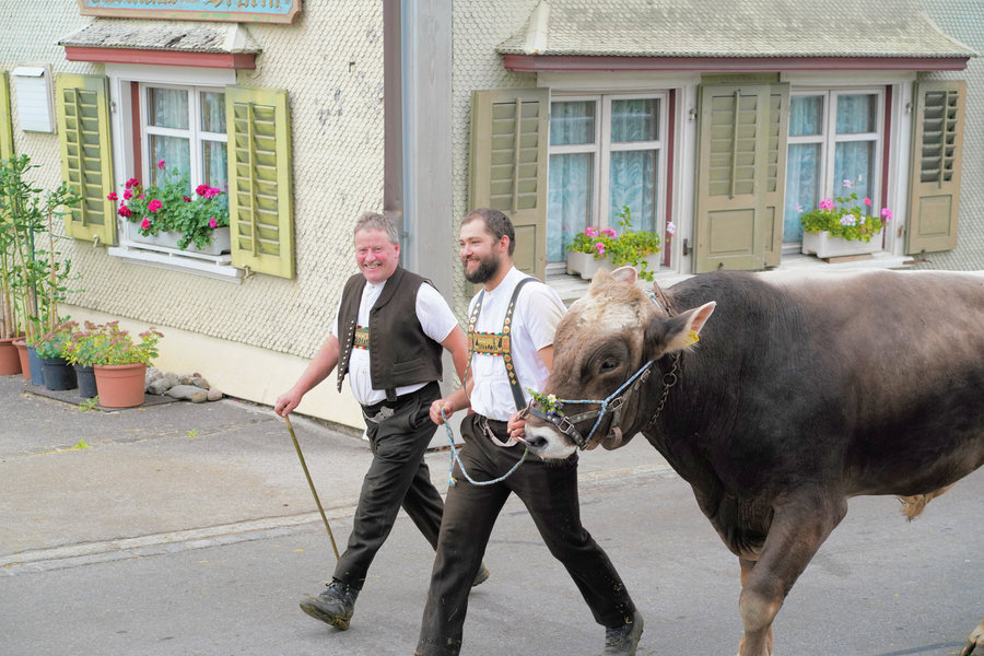 Two smiling men walk close beside a dark cow wearing a blue halter.