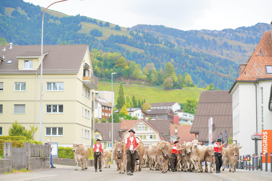 A herd and handlers in traditional dress move along the village street below houses, meadows and wooded mountain slopes.