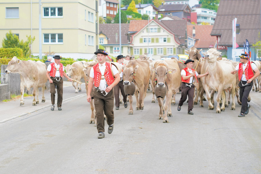 Men in red traditional waistcoats walk towards the camera with a herd, in front of village houses and green slopes.