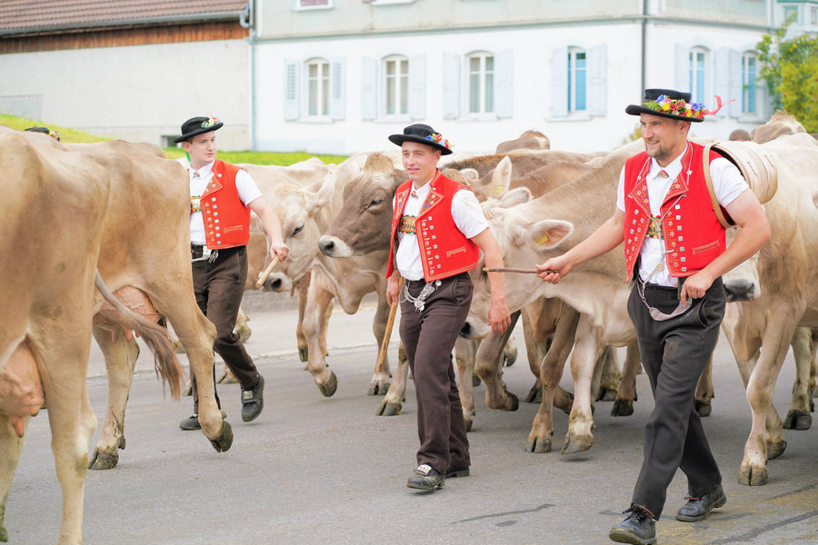 Three men in red waistcoats and decorated hats walk close together among brown cows.