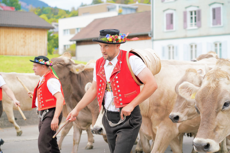 A man in red traditional dress with a decorated hat and wooden vessel walks beside cows and another handler in the foreground.