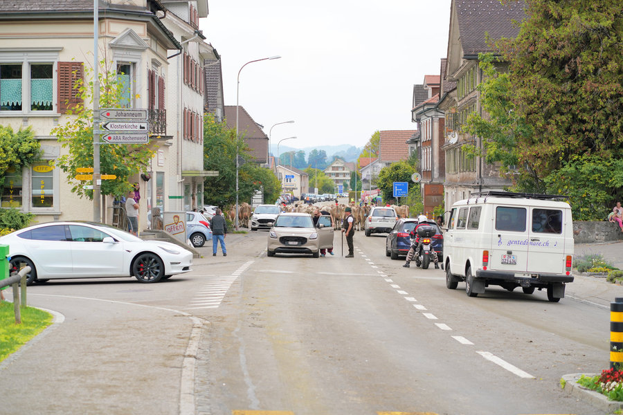 Cars and a white minibus on the village street, with a cattle procession between the houses further away.