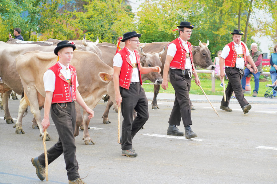 Four men in red waistcoats and black hats walk beside cows while spectators watch from the roadside.